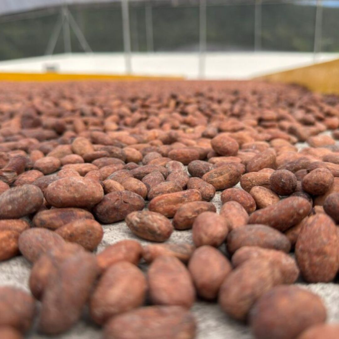 rioalambi produccion cacao